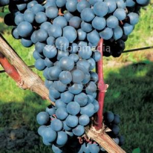 Winorośl 'Gołubok' ( Vitis 'Gołubok' )