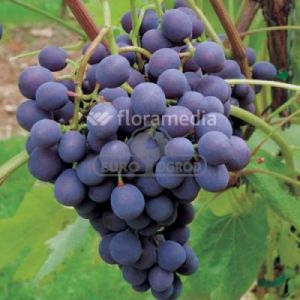 Winorośl 'Agat Doński' ( Vitis 'Agat Donskij' )