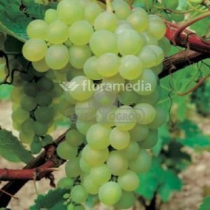 Winorośl 'Kristaly' ( Vitis 'Kristaly' )
