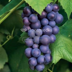 Winorośl 'Schuyler' ( Vitis 'Schuyler' )