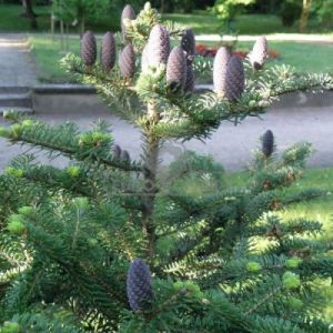 Jodła koreańska ( Abies koreana )