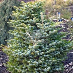 Jodła koreańska 'Blue Emperor' ( Abies koreana 'Blue Emperor' )