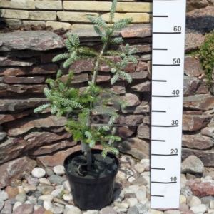Jodła koreańska 'Silberlocke' ( Abies koreana 'Silberlocke' )