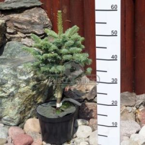 Jodła górska 'Compacta' ( Abies lasiocarpa 'Compacta' )