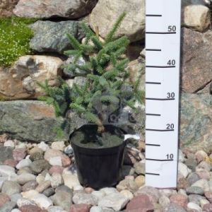 Jodła hiszpańska 'Glauca' ( Abies pinsapo 'Glauca' )