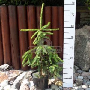 Świerk pospolity 'Inversa' ( Picea abies 'Inversa' )