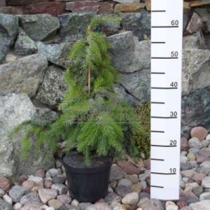 Świerk serbski 'Pendula' ( Picea omorika 'Pendula' )