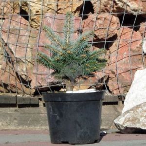 Świerk kłujący 'Glauca Globosa' (Picea pungens 'Glauca Globosa')