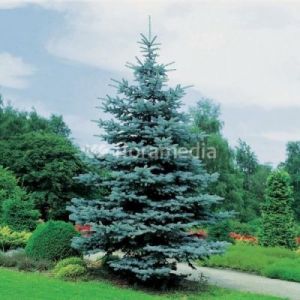 Świerk kłujący 'Hoopsii' ( Picea pungens 'Hoopsii' )