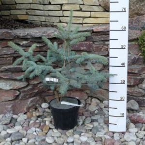 Świerk kłujący 'Koster' ( Picea pungens 'Koster' )