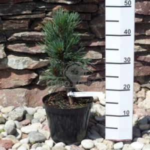 Sosna limba 'Glauca' ( Pinus cembra 'Glauca' )