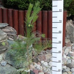 Sosna gęstokwiatowa 'Oculus-draconis' ( Pinus densiflora 'Oculus-draconis' )
