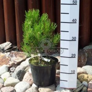 Sosna górska - kosodrzewina 'Golden Glow' ( Pinus mugo 'Golden Glow' )