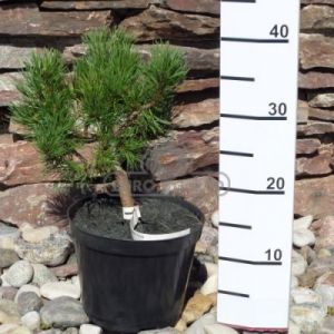 Sosna górska - kosodrzewina 'Winter Gold' ( Pinus mugo 'Winter Gold' )