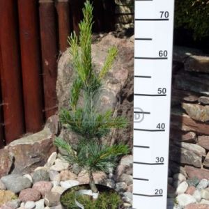 Sosna drobnokwiatowa 'Tempelhof' ( Pinus parviflora 'Tempelhof' )