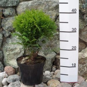 Tuja - Żywotnik zachodni 'Danica' ( Thuja occidentalis 'Danica' )