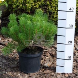 Sosna górska - Kosodrzewina (Pinus mugo var. mughus)