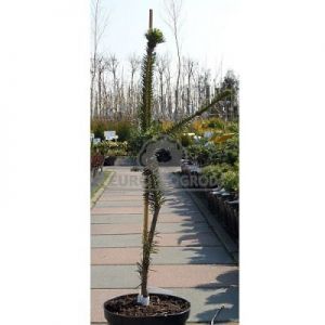 Świerk pospolity 'Cranstonii' (Picea abies 'Cranstonii')