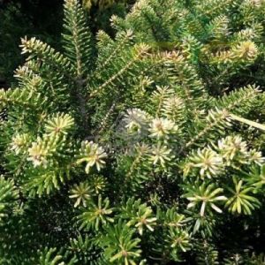 Jodła koreańska 'Aurea' (Abies koreana 'Aurea')