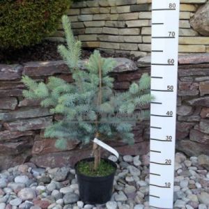 Świerk kłujący 'Edith' (Picea pungens 'Edith')