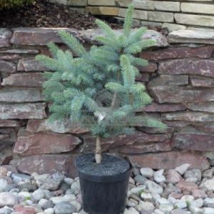 Świerk kłujący 'Fat Albert' (Picea pungens 'Fat Albert')