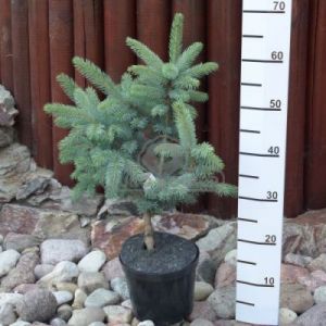 Świerk kłujący 'Montgomery' (Picea pungens 'Montgomery')