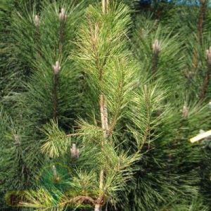 Sosna gęstokwiatowa 'Golden Ghost' (Pinus densiflora 'Golden Ghost')