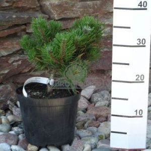 Sosna górska - kosodrzewina 'Orange Sun' (Pinus mugo 'Orange Sun')