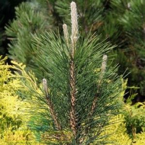 Sosna czarna 'Pyramidalis' (Pinus nigra 'Pyramidalis')