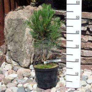 Sosna czarna 'Spielberg' (Pinus nigra 'Spielberg')