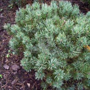 Sosna pospolita 'Watereri' (Pinus sylvestris 'Watereri')