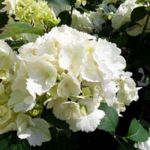 Hortensja ogrodowa (biała barwa kwiatów), Hydrangea macrophylla