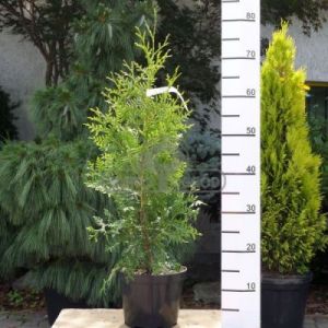 Tuja - Żywotnik zachodni 'Brabant' ( Thuja occidentalis 'Brabant' )