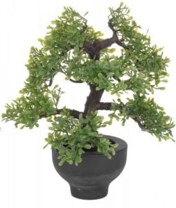 DRZEWKO BONSAI W DONICZCE JASNE LIŚCIE