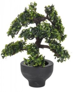 DRZEWKO BONSAI W DONICZCE CIEMNE LIŚCIE