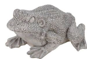 ŻABA OGRODOWA