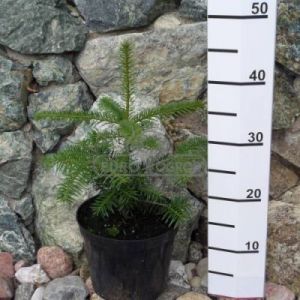 Jodła kaukaska ( Abies nordmanniana )