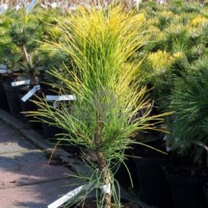 Sosna czarna 'Goldfingers' (Pinus nigra 'Goldfingers' )