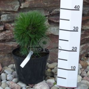 Sosna górska - kosodrzewina 'Varella' ( Pinus mugo 'Varella' )